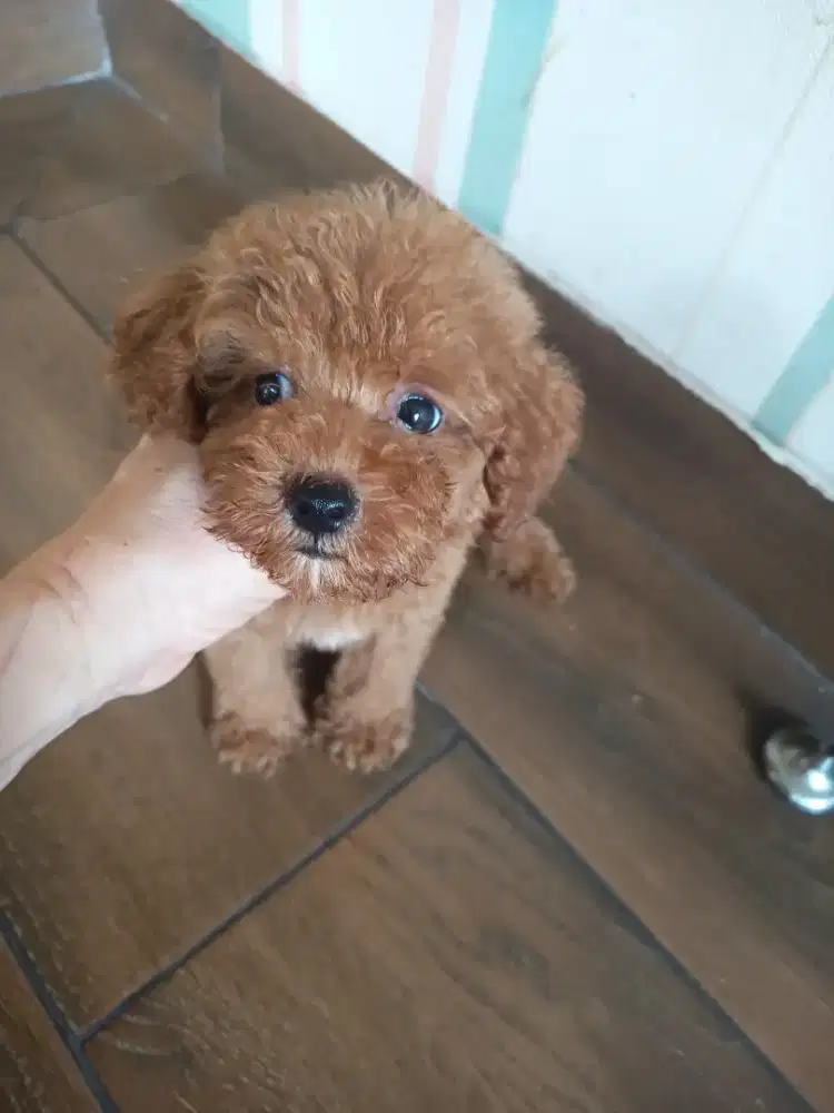 tiny red poodle