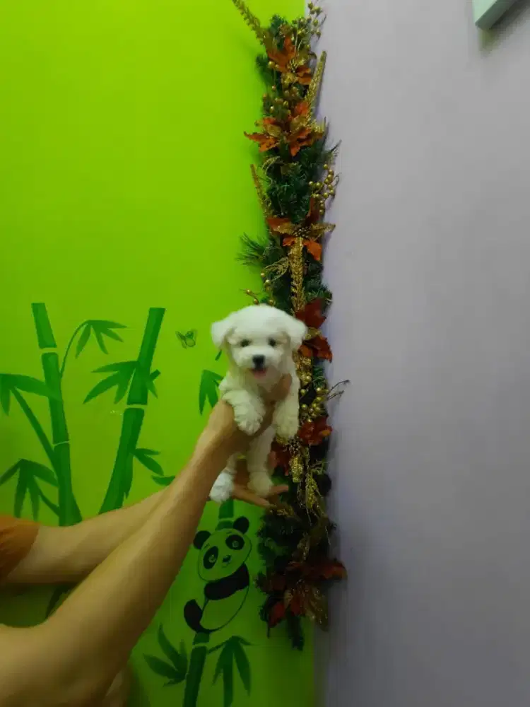 Bichon frise betina dan jantan