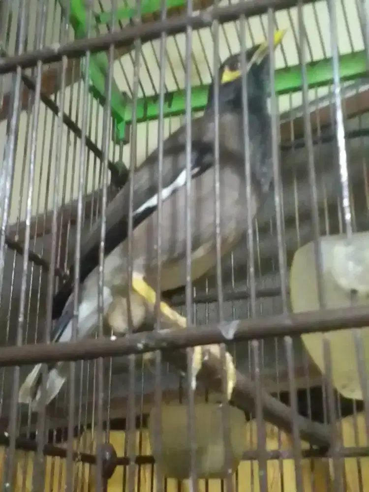 JALAK NIAS POSTUR PANJANG BIG 550 FULSET HARGA NET AJA