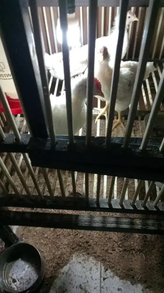 Ayam kate jual murah