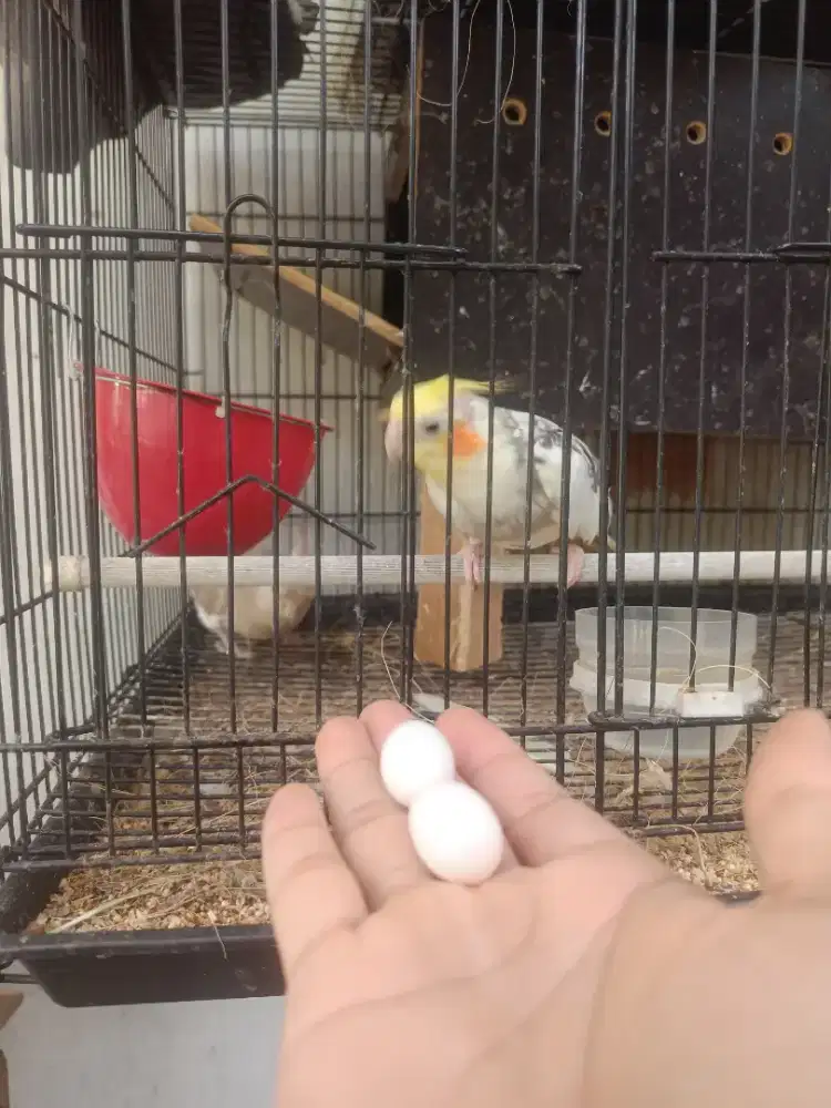 falk cockatiel burung