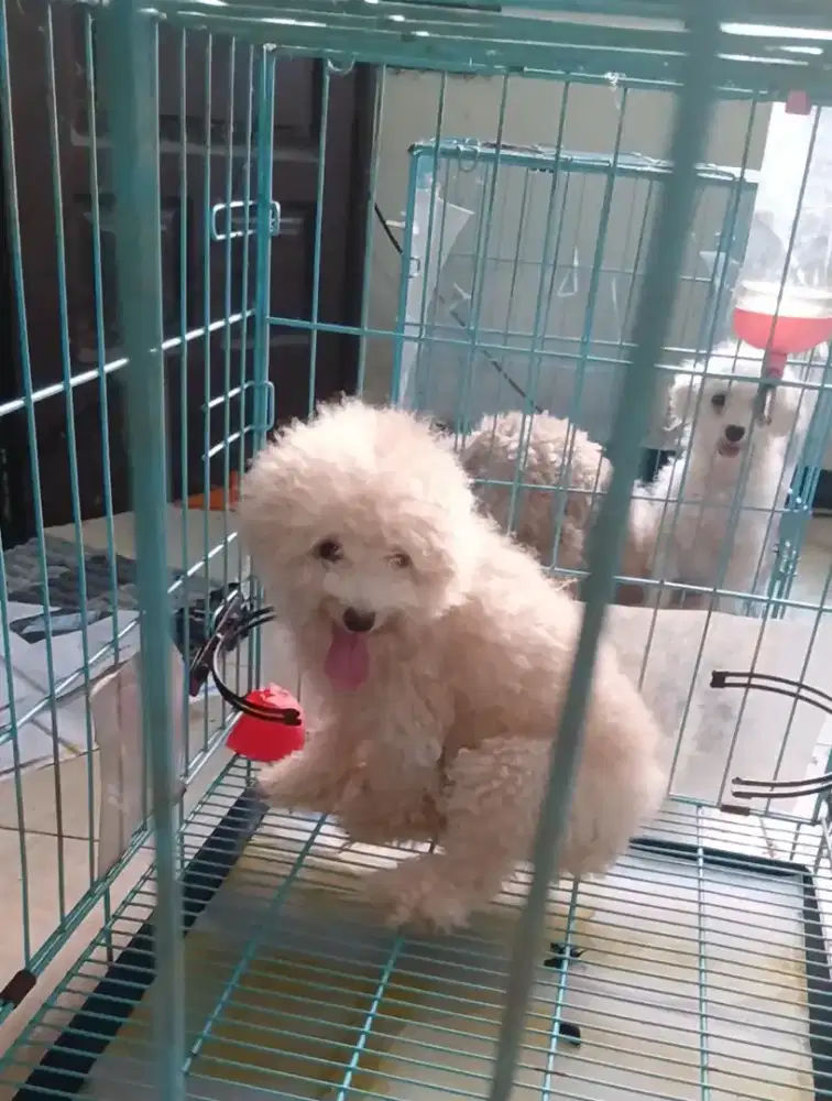 Poodle Female Stambum