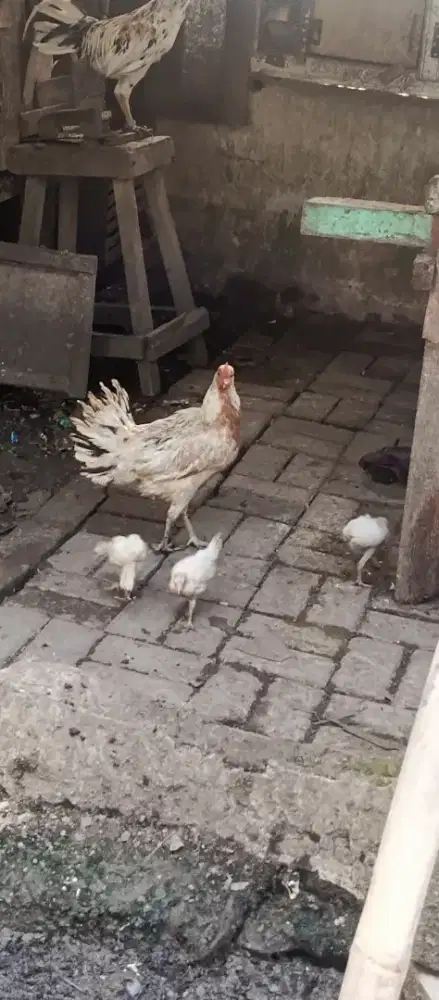 Ayam ketawa biang bawa anak