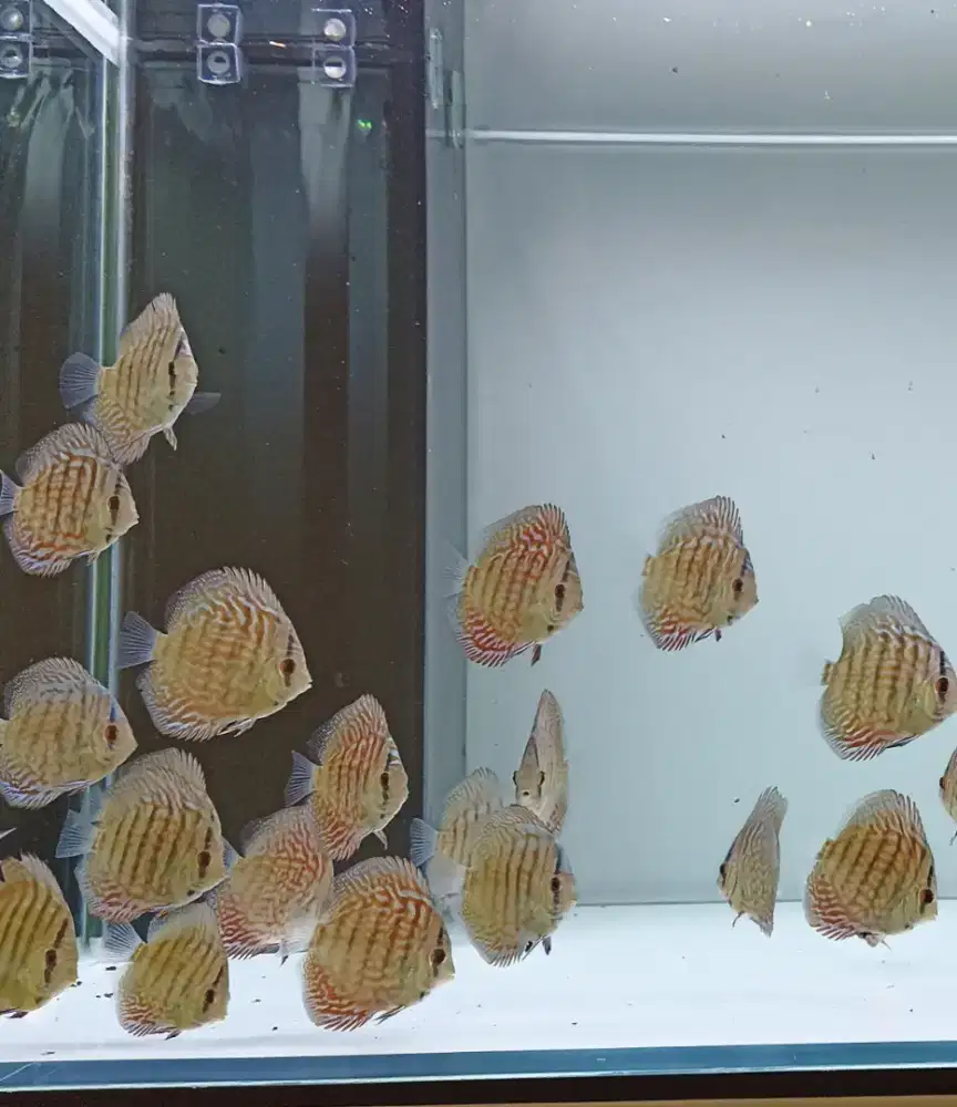 Ikan hias aquarium akuarium aquascape discus diskus tiger mozaic 2 inc