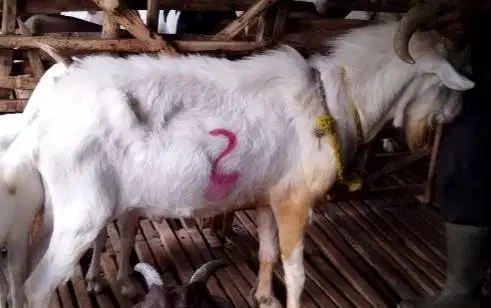4 ekor kambing jantan ganteng 60kiloan timbang hidup siap kurban 2026