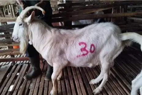 4 ekor kambing jantan ganteng 60kiloan timbang hidup siap kurban 2026