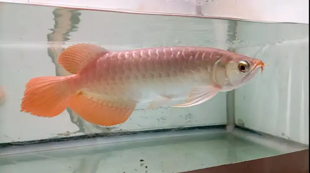 Arwana super red 32cm