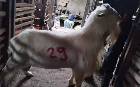 4 ekor kambing ganteng 60kiloan putih bersih timbang hidup siap kurban