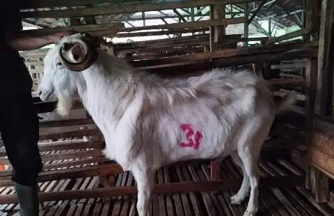 4 ekor kambing ganteng 60kiloan putih bersih timbang hidup siap kurban