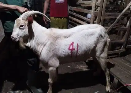 4 ekor kambing ganteng 60kiloan timbang hidup siap hewan kurban manteb