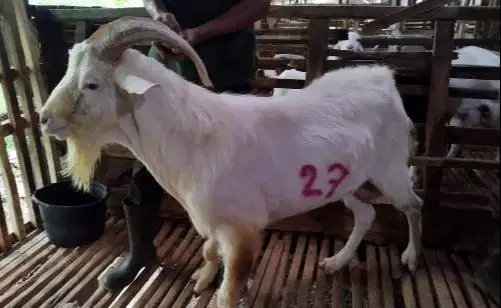 4 ekor kambing ganteng 60kiloan timbang hidup siap hewan qurban manteb