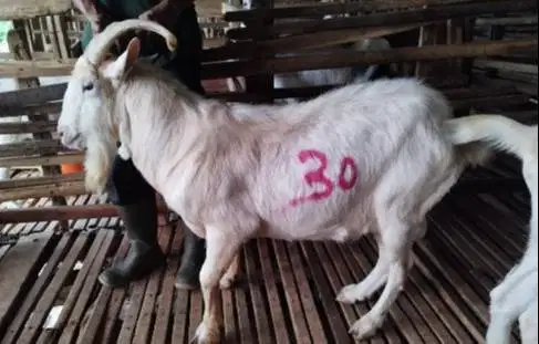 4 ekor kambing ganteng 60kiloan timbang hidup siap hewan qurban manteb