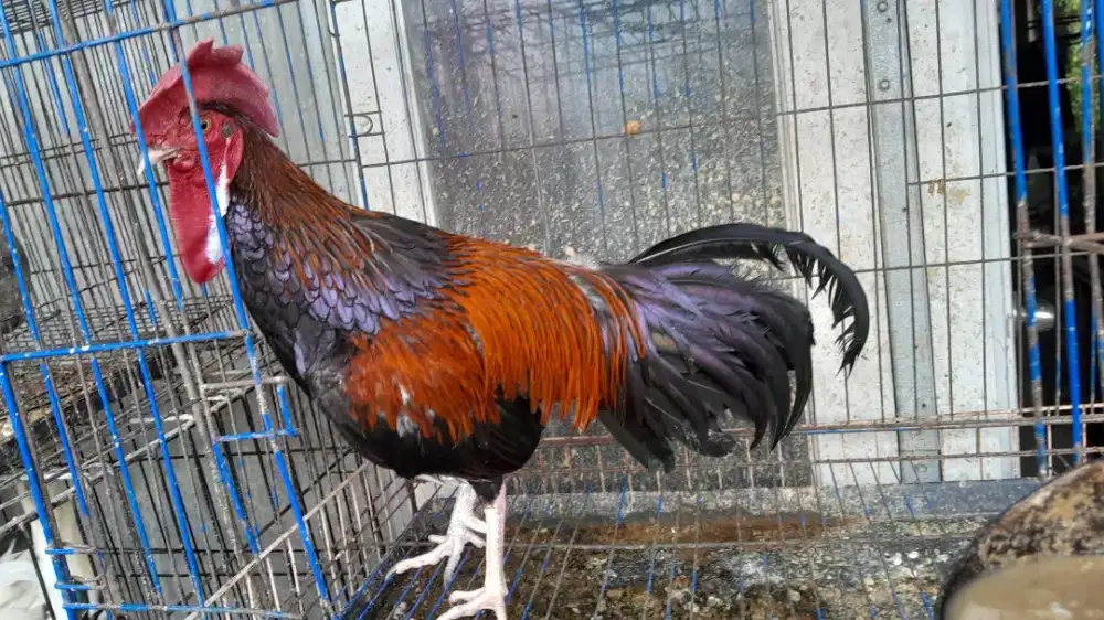 Ayam bekisar merah