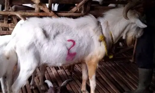 4 ekor kambing ganteng 60kiloan putih bersih siap kurban timbang hidup