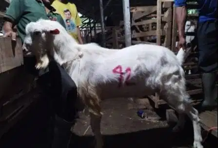 4 ekor kambing ganteng 60kiloan putih bersih siap kurban timbang hidup