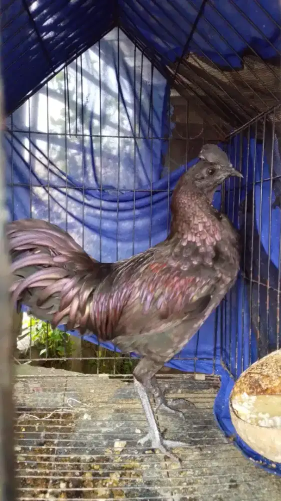 Ayam bekisar cemani