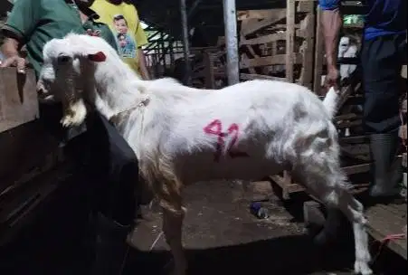 4 ekor kambing jantan qurban 60kiloan ganteng putih timbang hidup top