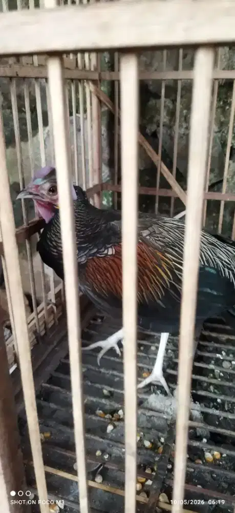 Ayam hutan hijau