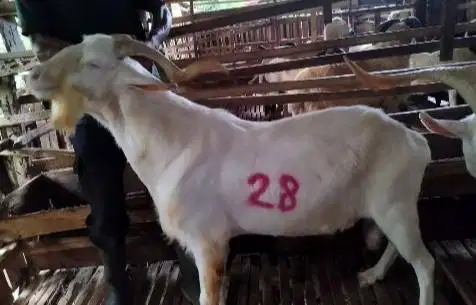 4 ekor kambing ganteng 60 kiloan timbang hidup siap hewan qurban puas