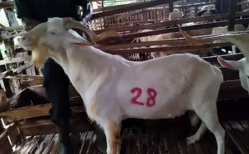 4 ekor kambing ganteng 60kiloan siap kurban timbang hidup jamin manteb