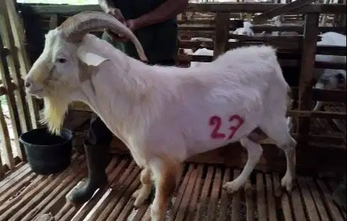 4 ekor kambing ganteng 60kiloan siap kurban timbang hidup jamin manteb