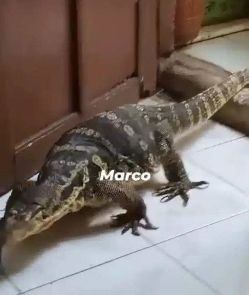 Biawak Jinak Total Dewasa