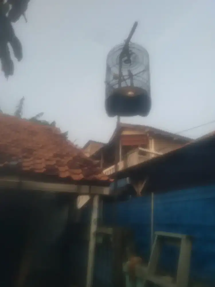 Murai batu Fiegther