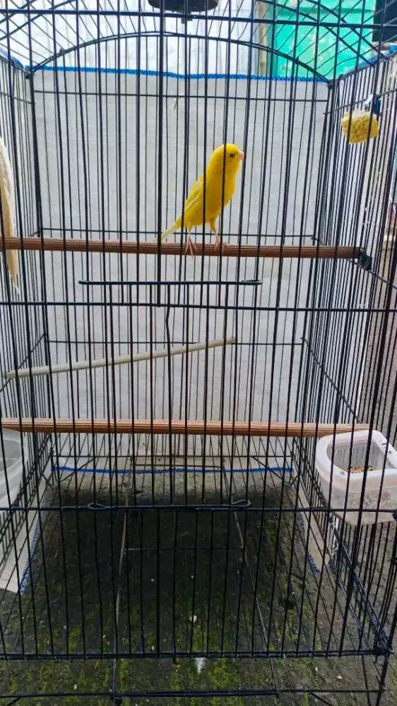 Burung Kenari AF Betina siap kawin