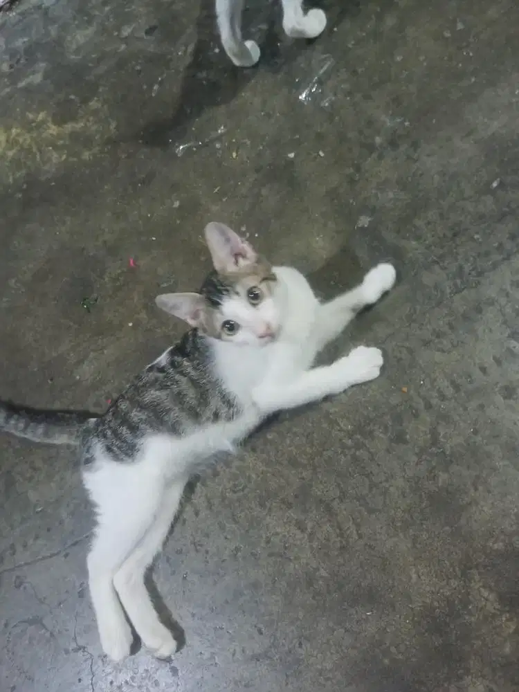Free adopt kucing domestic