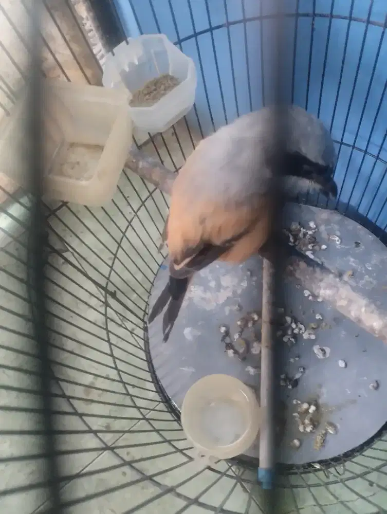 Burung pilis Pastol