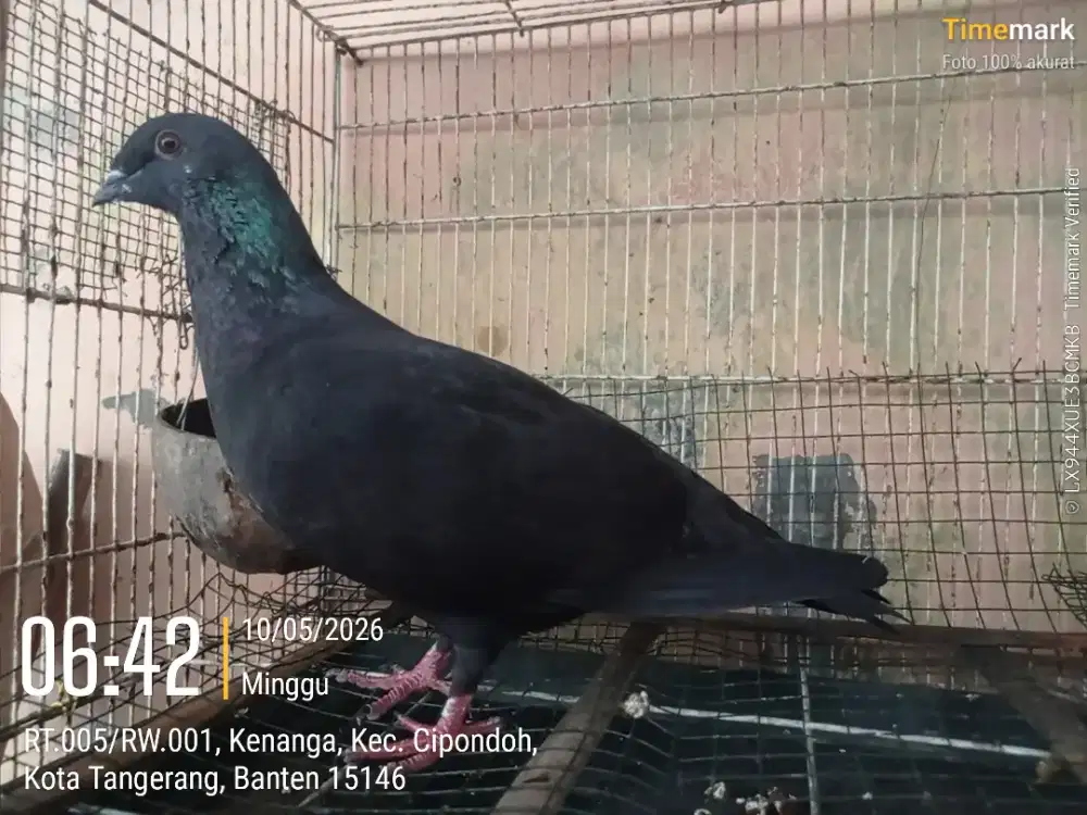 Burung dara Jawa Sungut