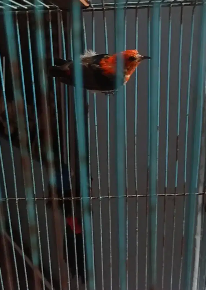 Burung Kolibri merah