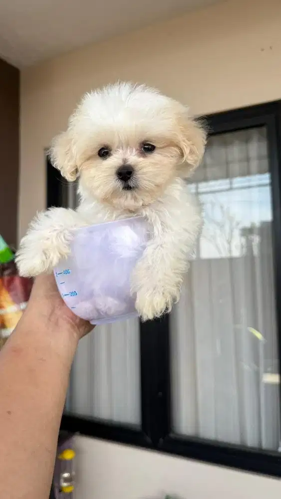 Maltipoo betina