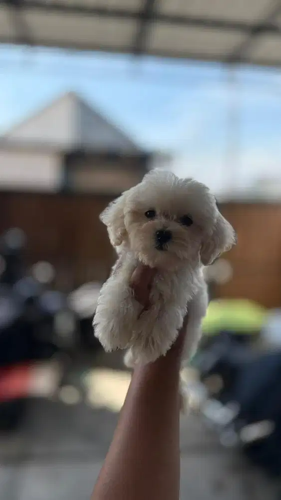 Maltipoo jantan