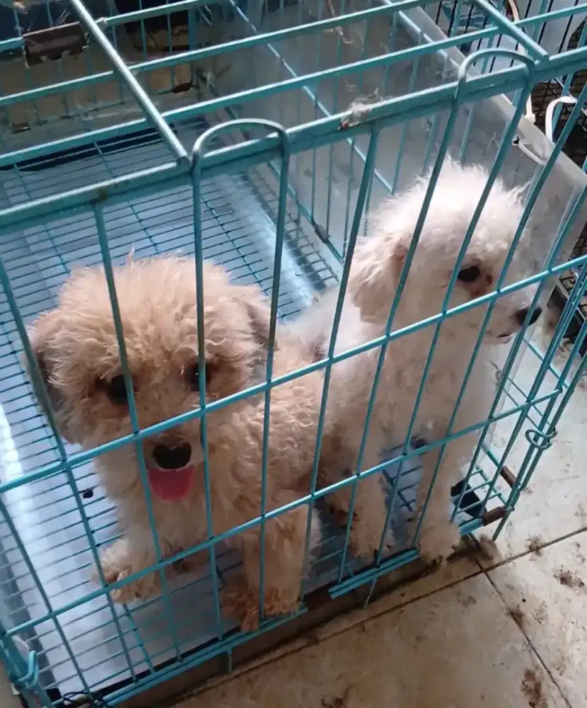 Poodle sepasang