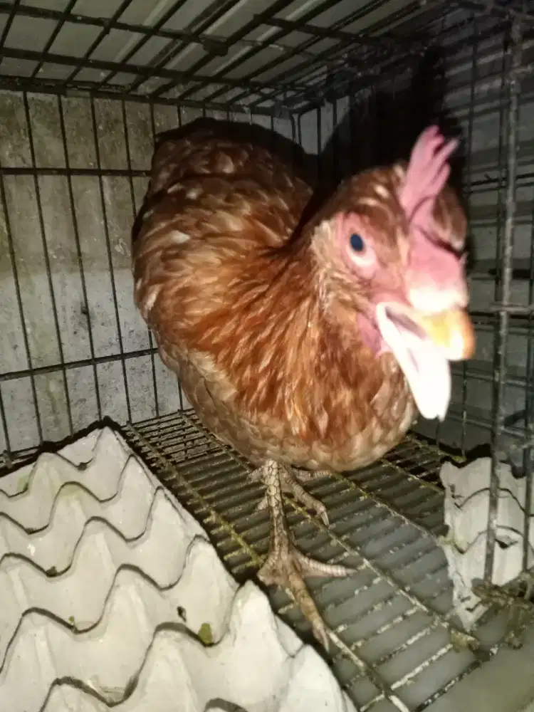 Ayam merah petelur