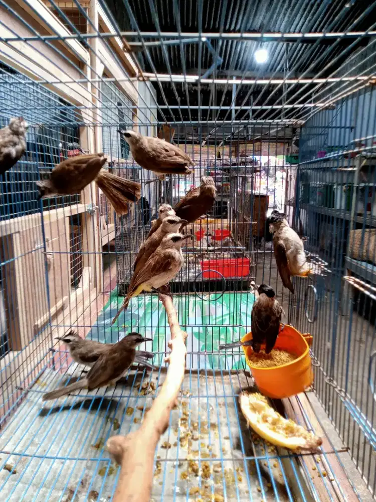 Burung crukcukan & kutilang
