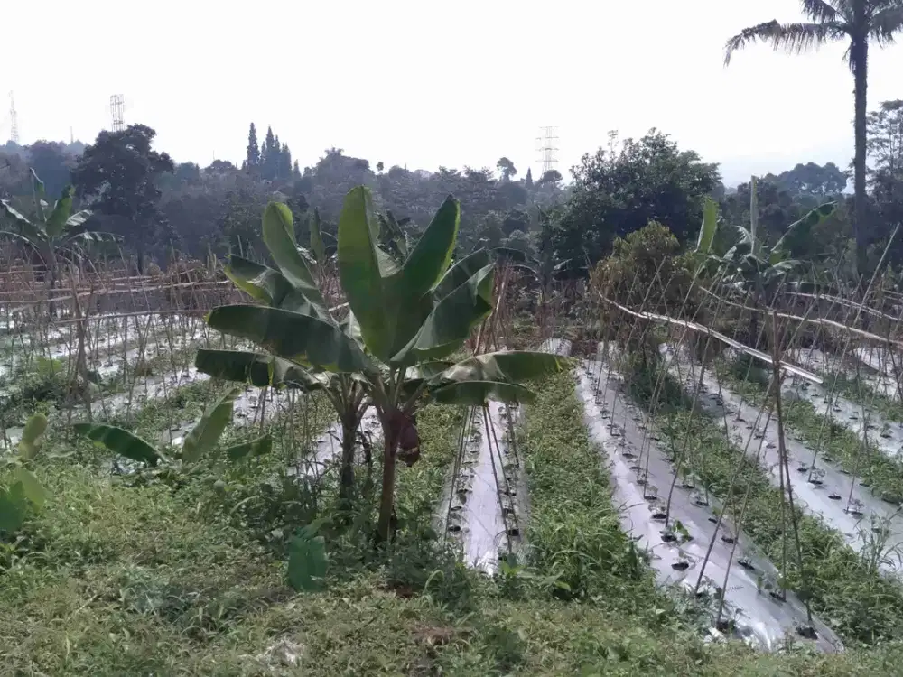 di jual lahan SHM akses mobil di gunung geulis bogor