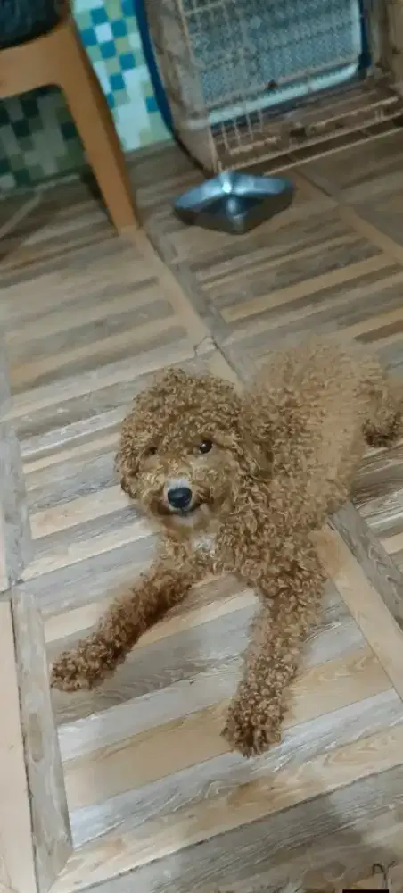 Mencari adopter dogy