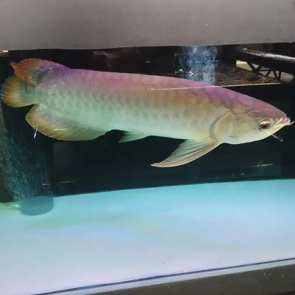 IKAN ARWANA SIZE 45CM