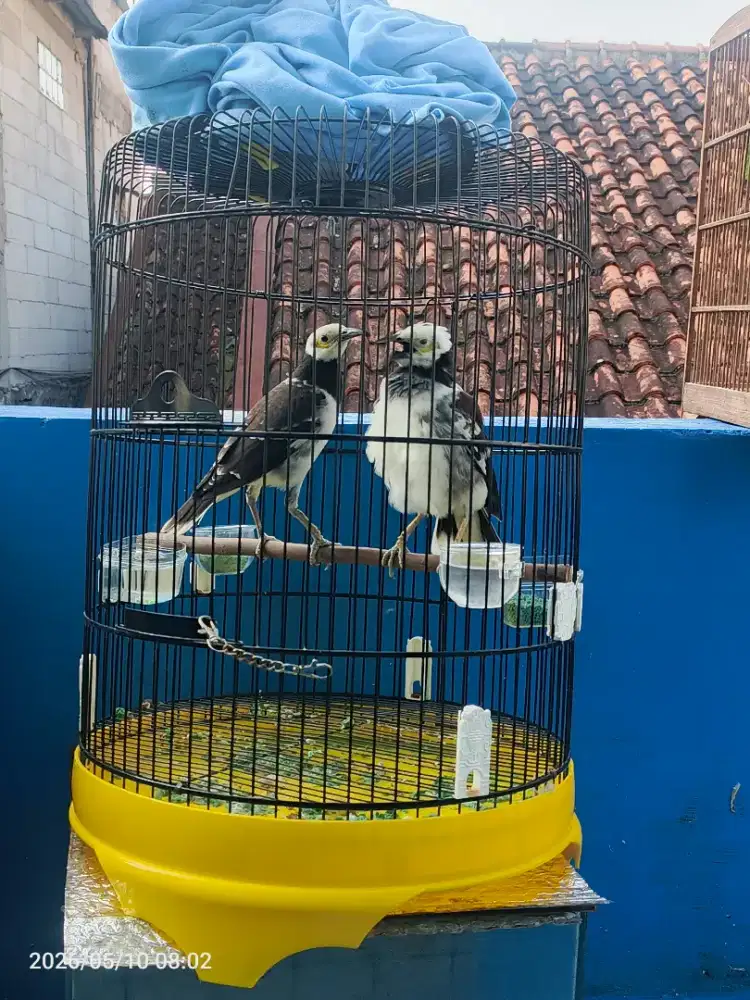 Jalak Hongkong sejodo/sepasang