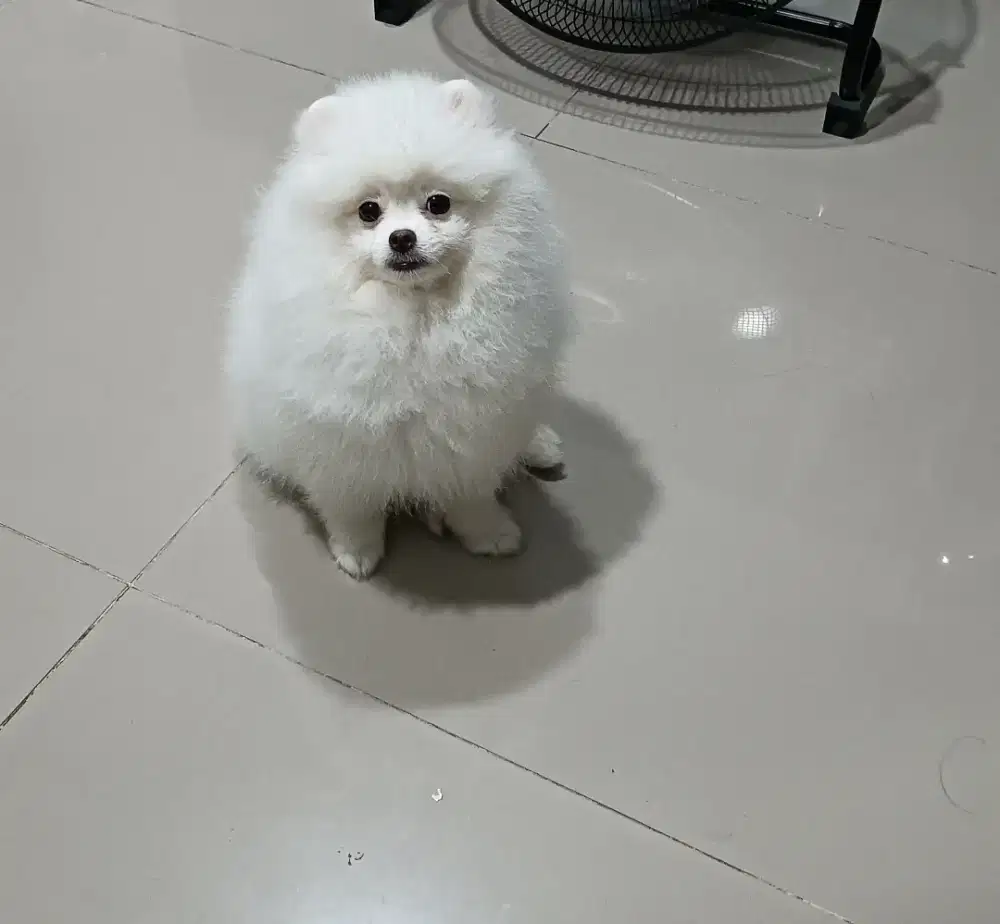 Pomeranian betina
