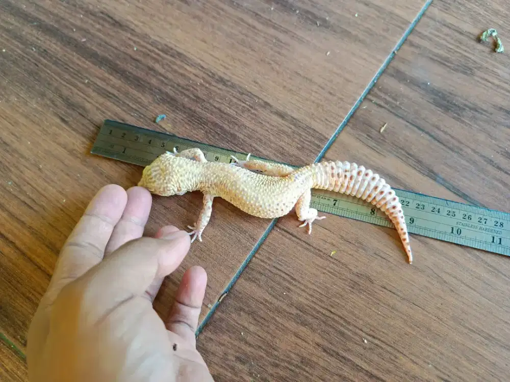 LEOPARD GECKO TREMPER ALBINO JANTAN INDUKAN
