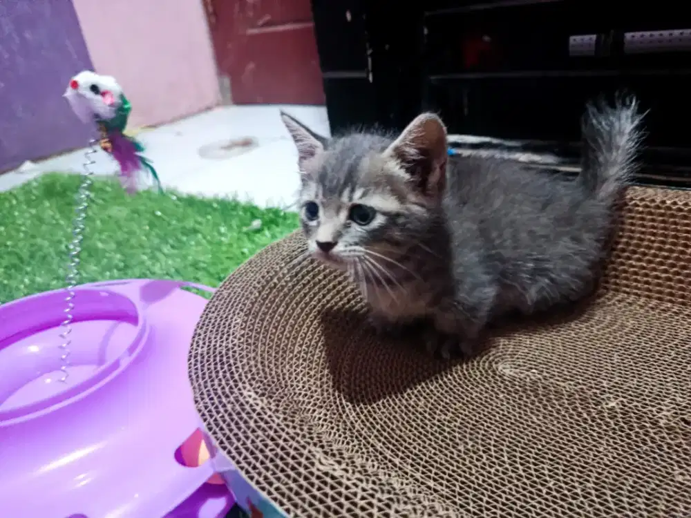 Kitten muckhin usia 2,5 bulan