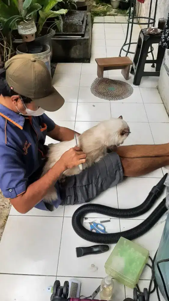 Grooming panggilan ke rumah cat and dog
