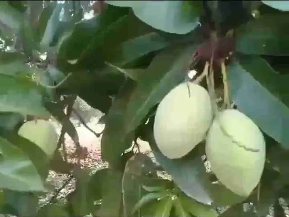 Jual kebun mangga kuningan