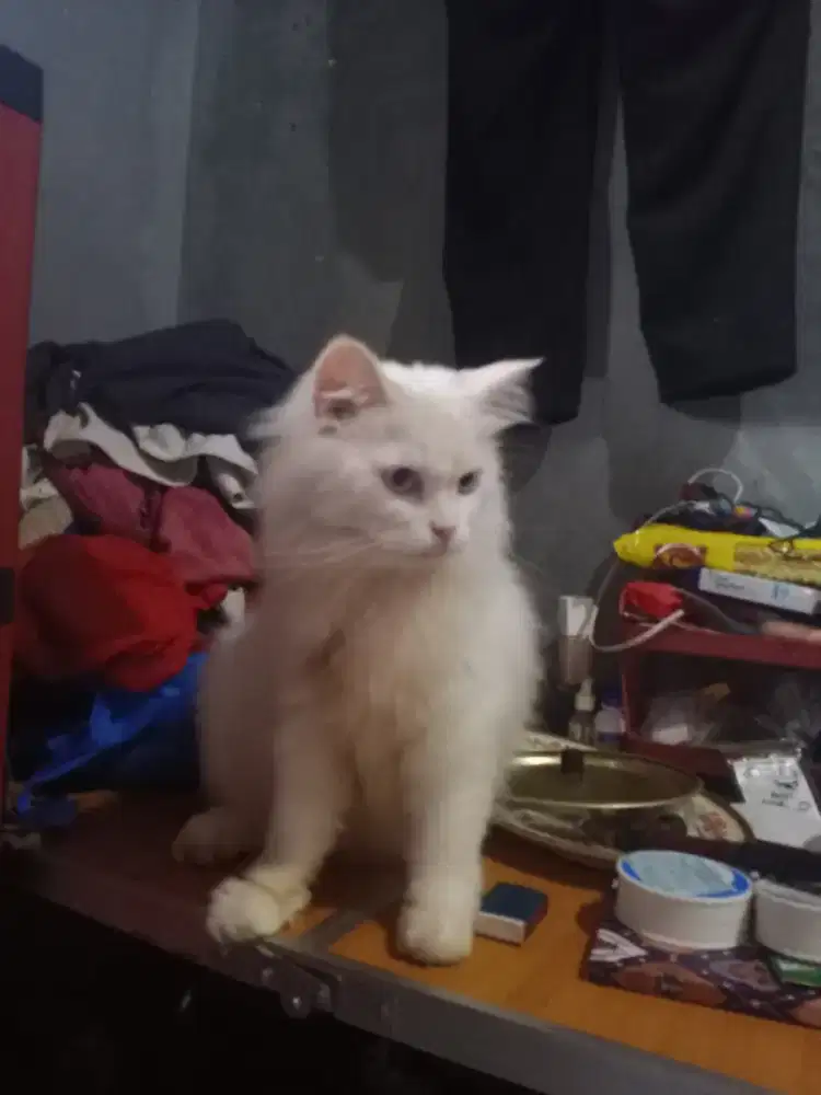 Kucing anggora persia