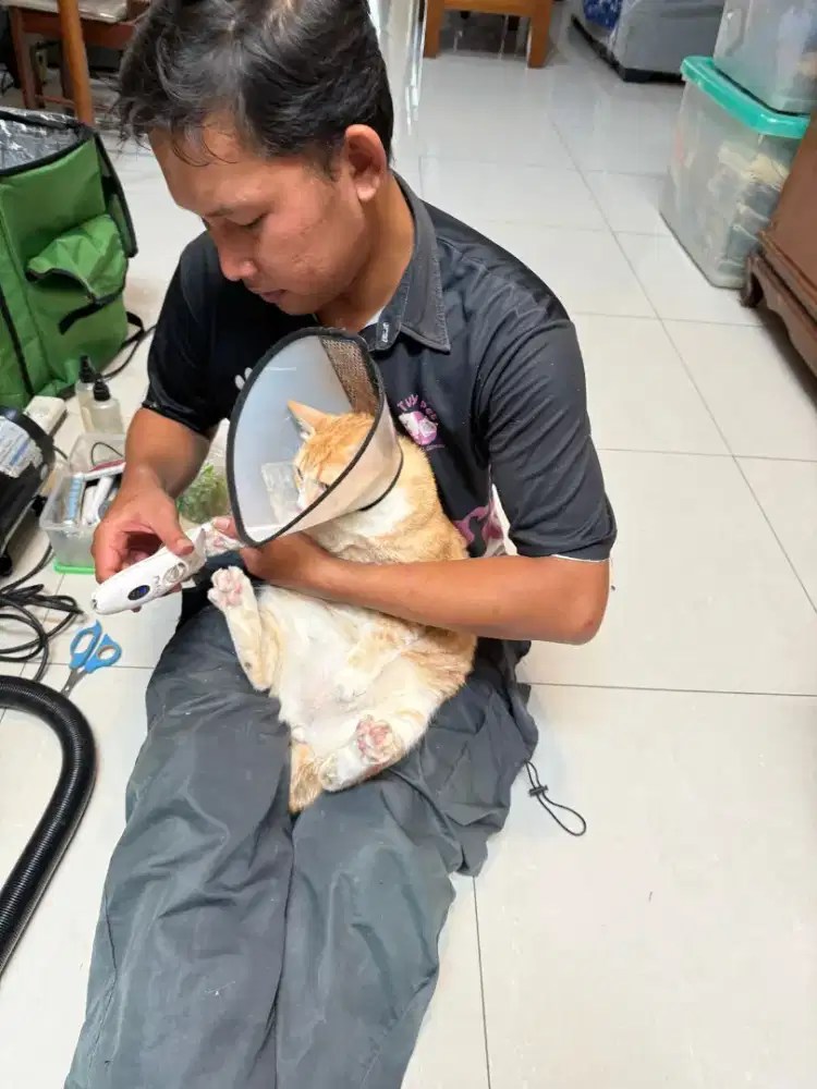 Grooming panggilan kucing anjing ke rumah