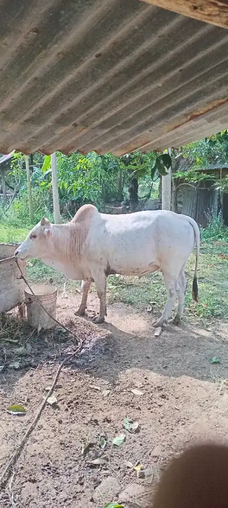 Sapi dijual segera