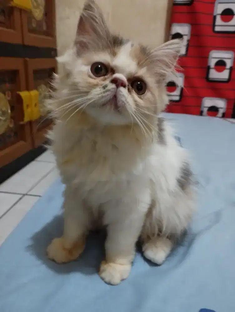 Kitten Persia betina peaknose